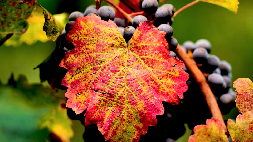L1260607 copia_ autunno
