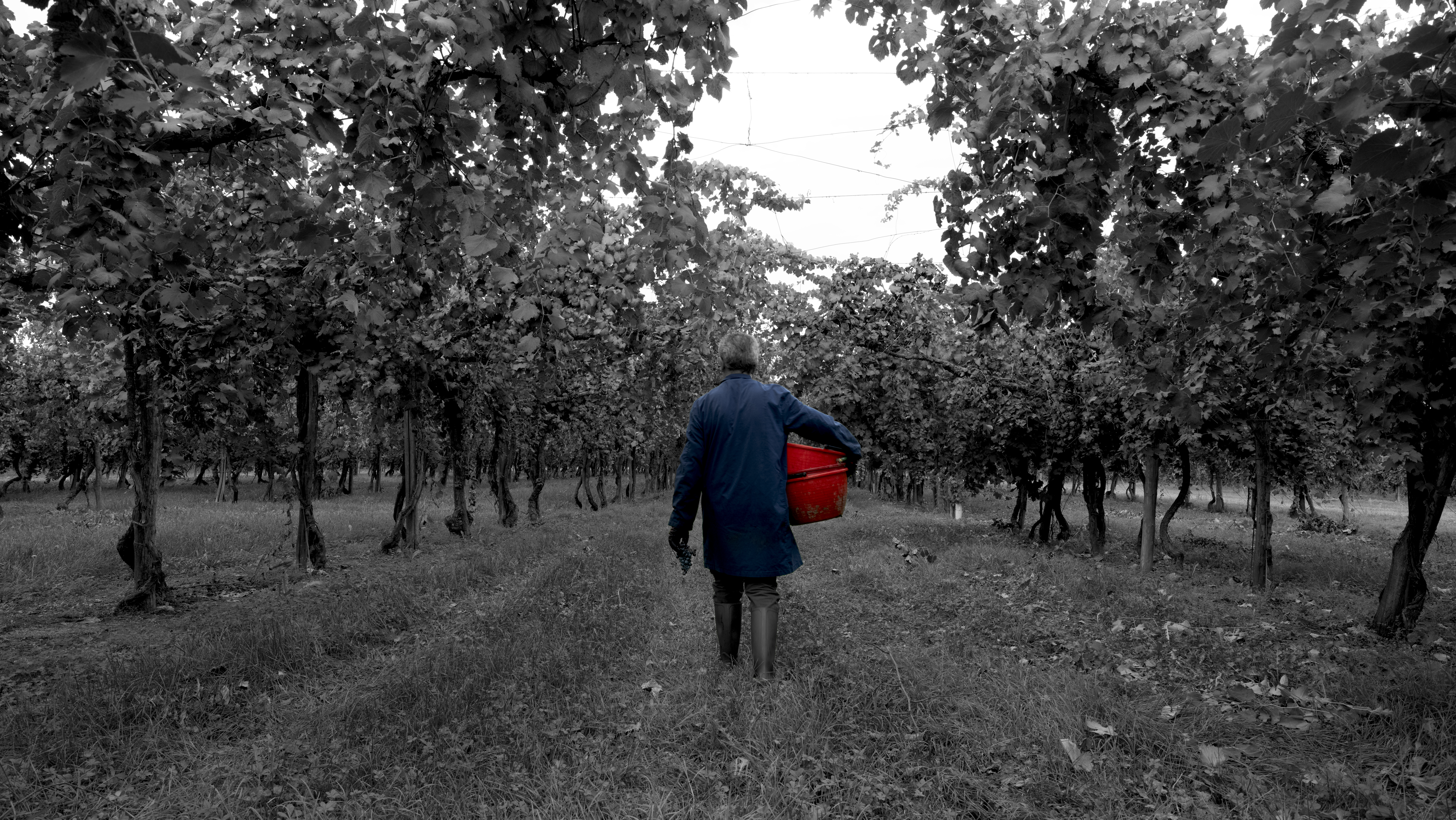 Crisi del vino: il Consorzio Tutela Aceto Balsamico di Modena a sostegno  della filiera del vino italiano