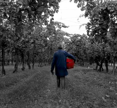Crisi del vino: il Consorzio Tutela Aceto Balsamico di Modena a sostegno  della filiera del vino italiano